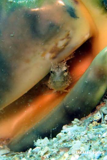 blennie coquillage en Plongée a Nosy Be